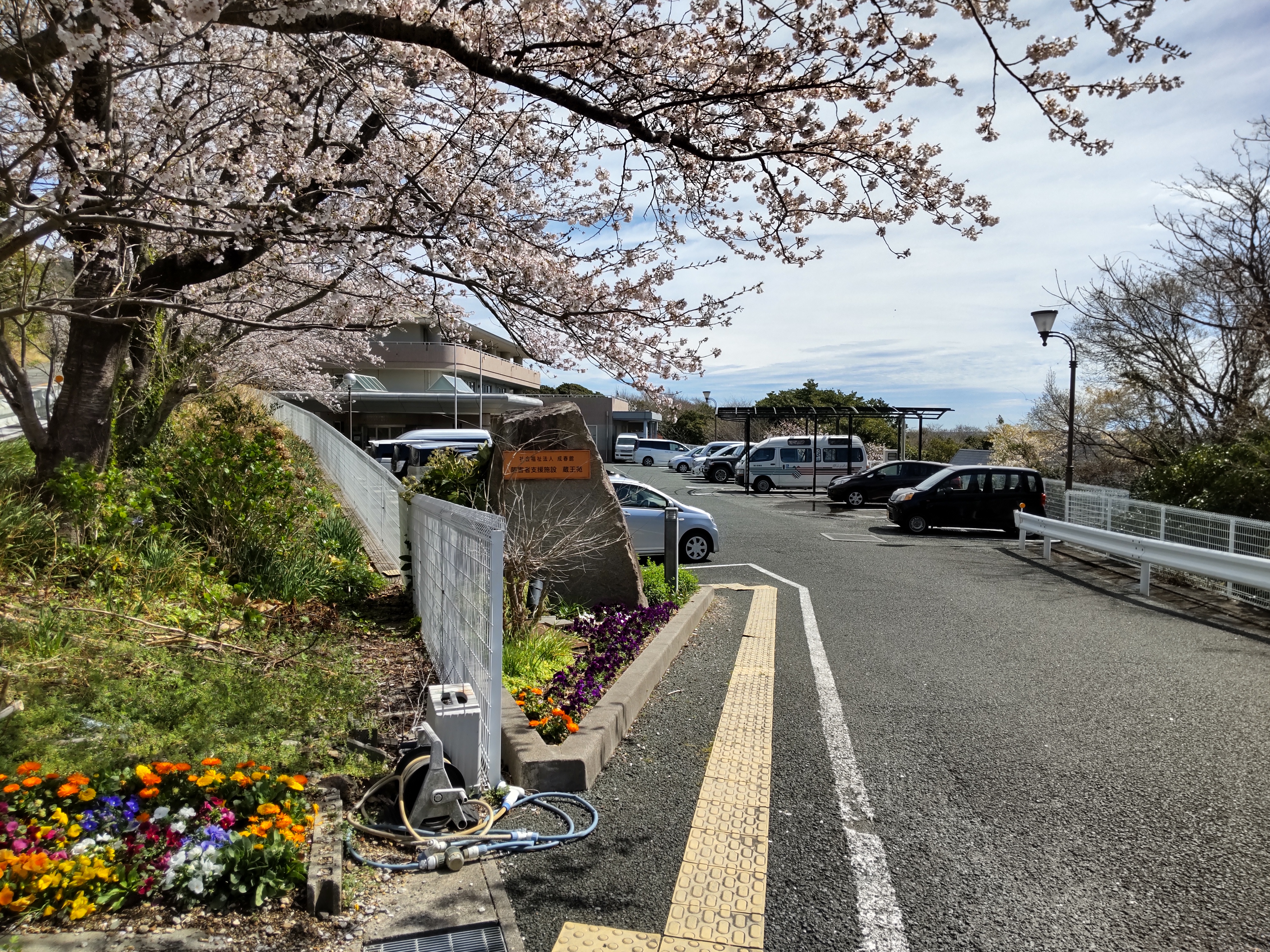 2023年の桜