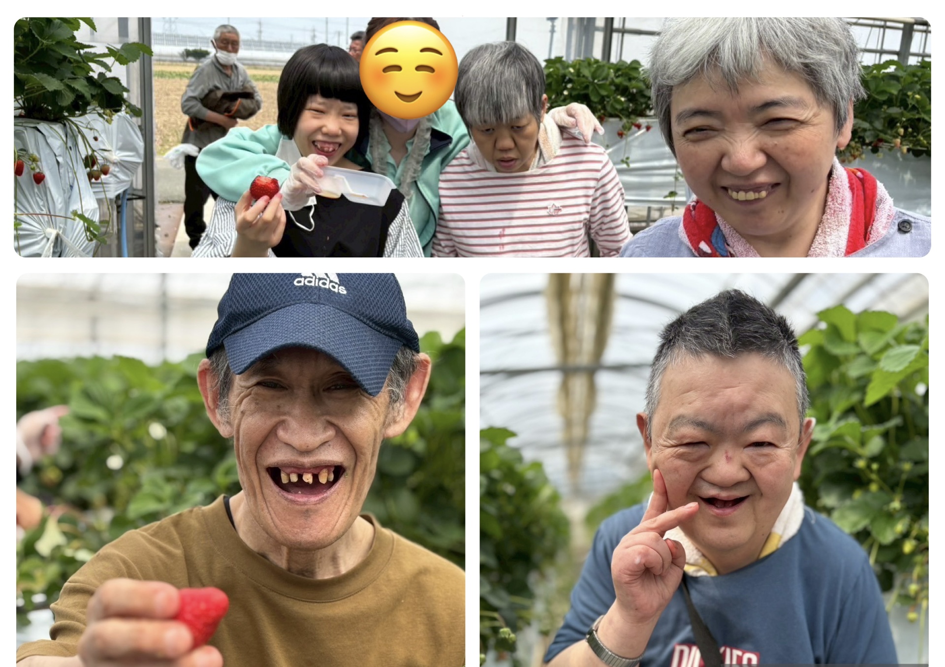 いちご狩りに行ってきました🍓