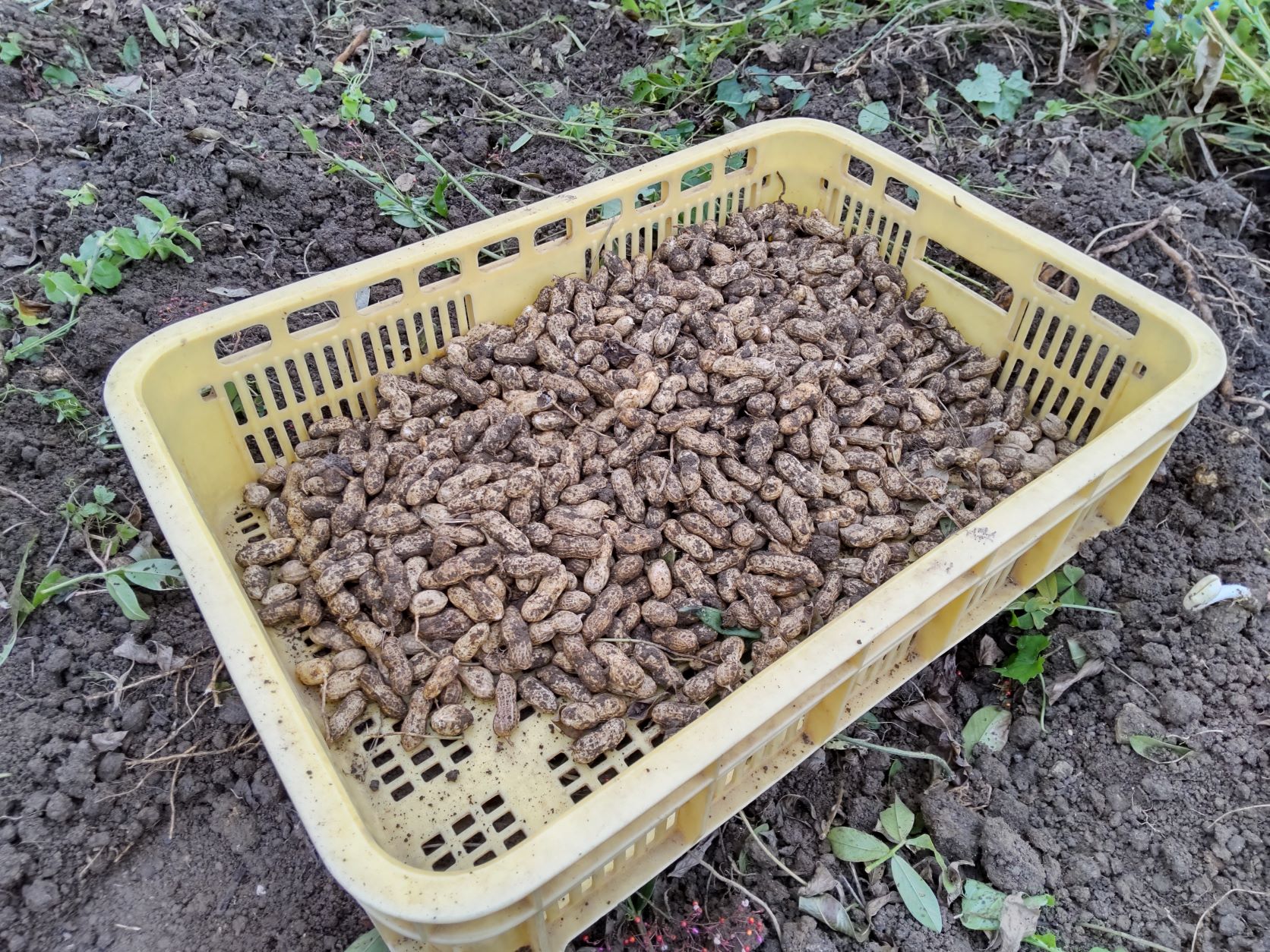 落花生の収穫作業