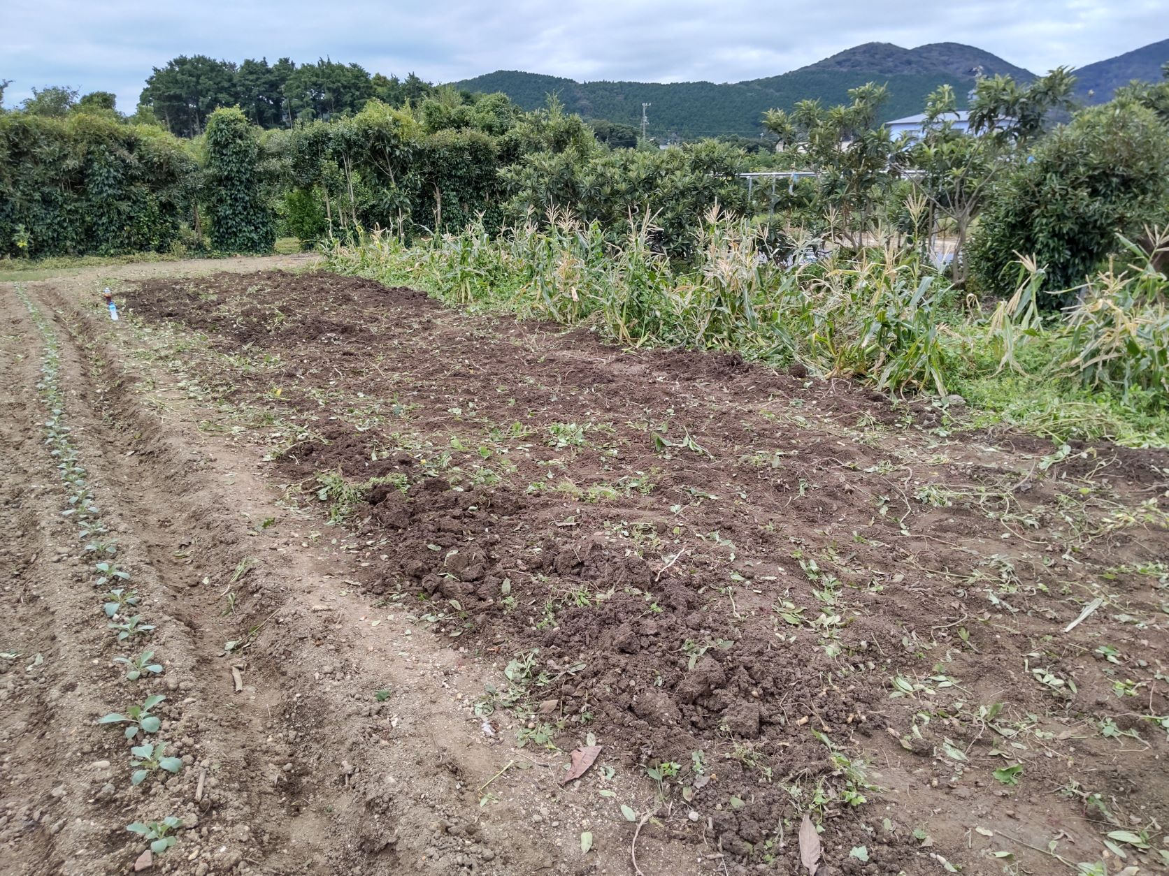 落花生の収穫作業