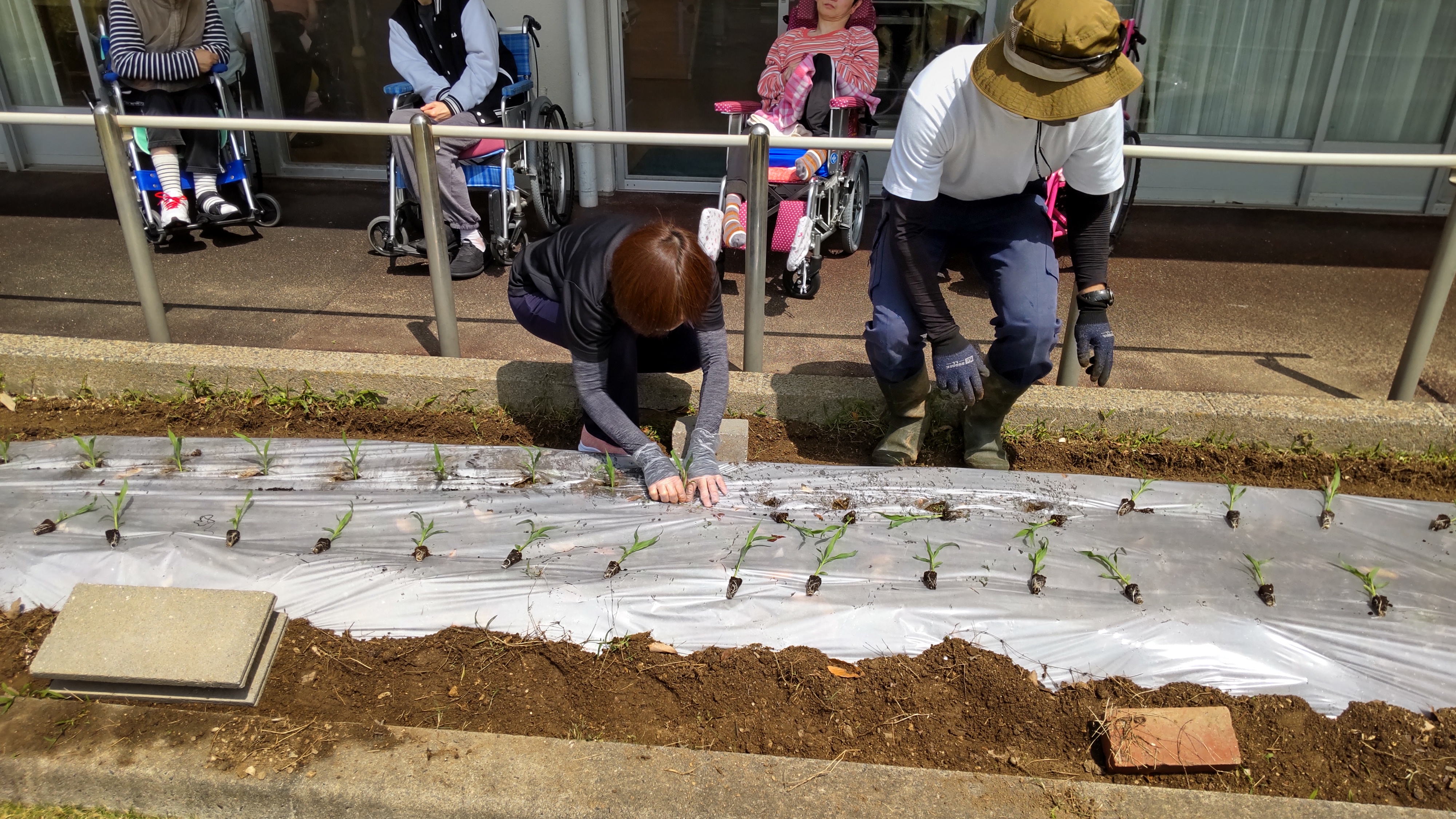 トウモロコシ🌽苗植え