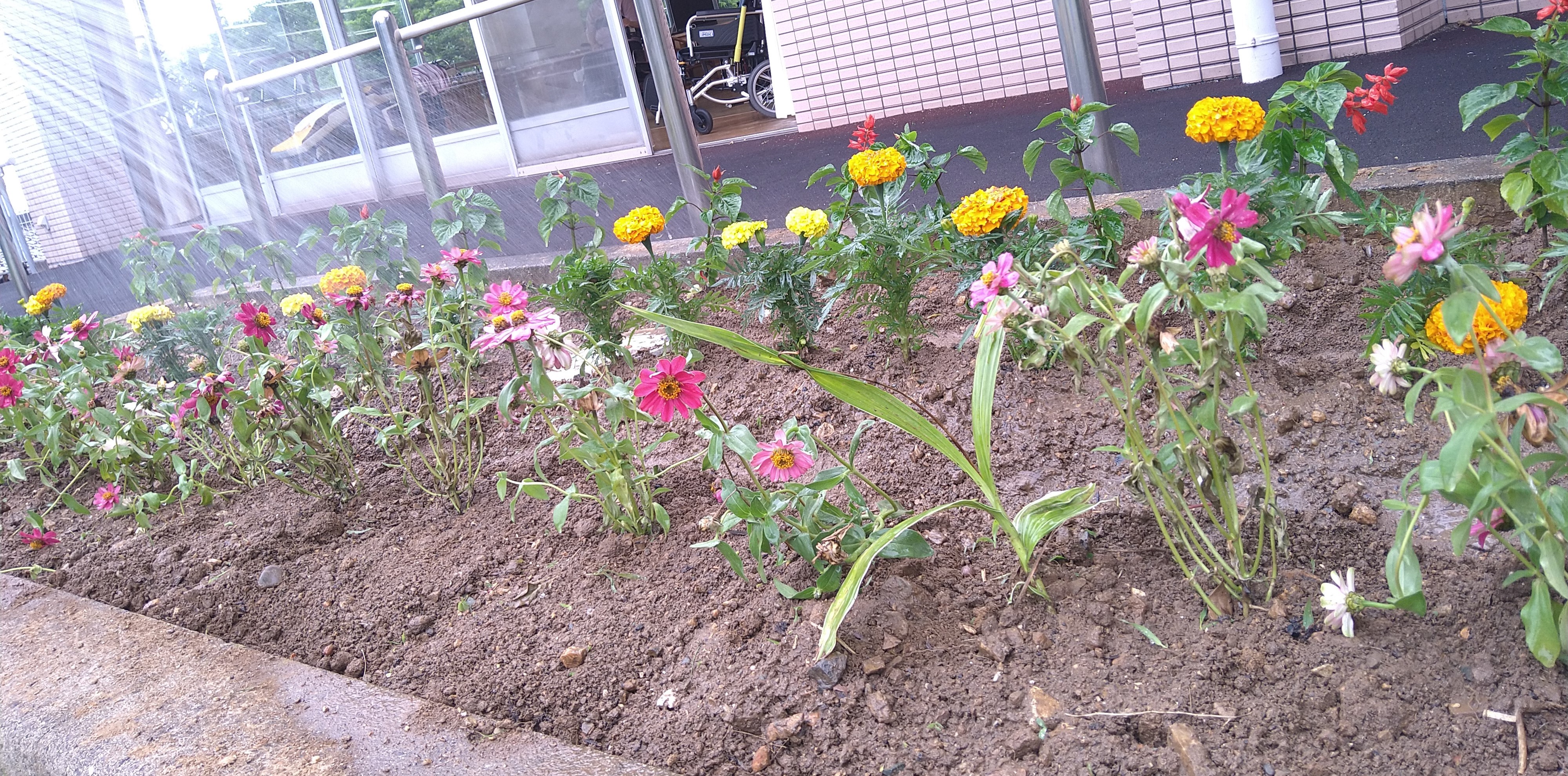 🌼花苗で癒される～✨の巻🌷