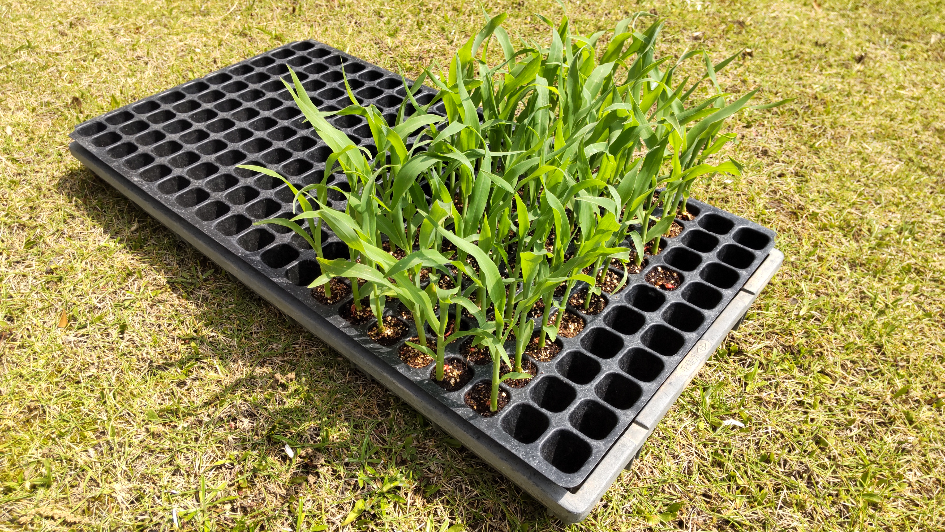 トウモロコシ🌽苗植え