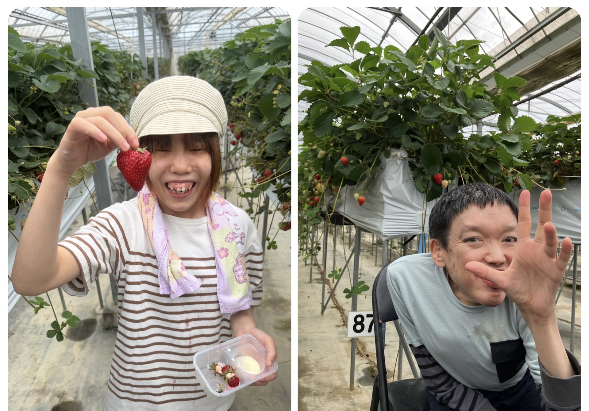 いちご狩りに行って来たよ🍓