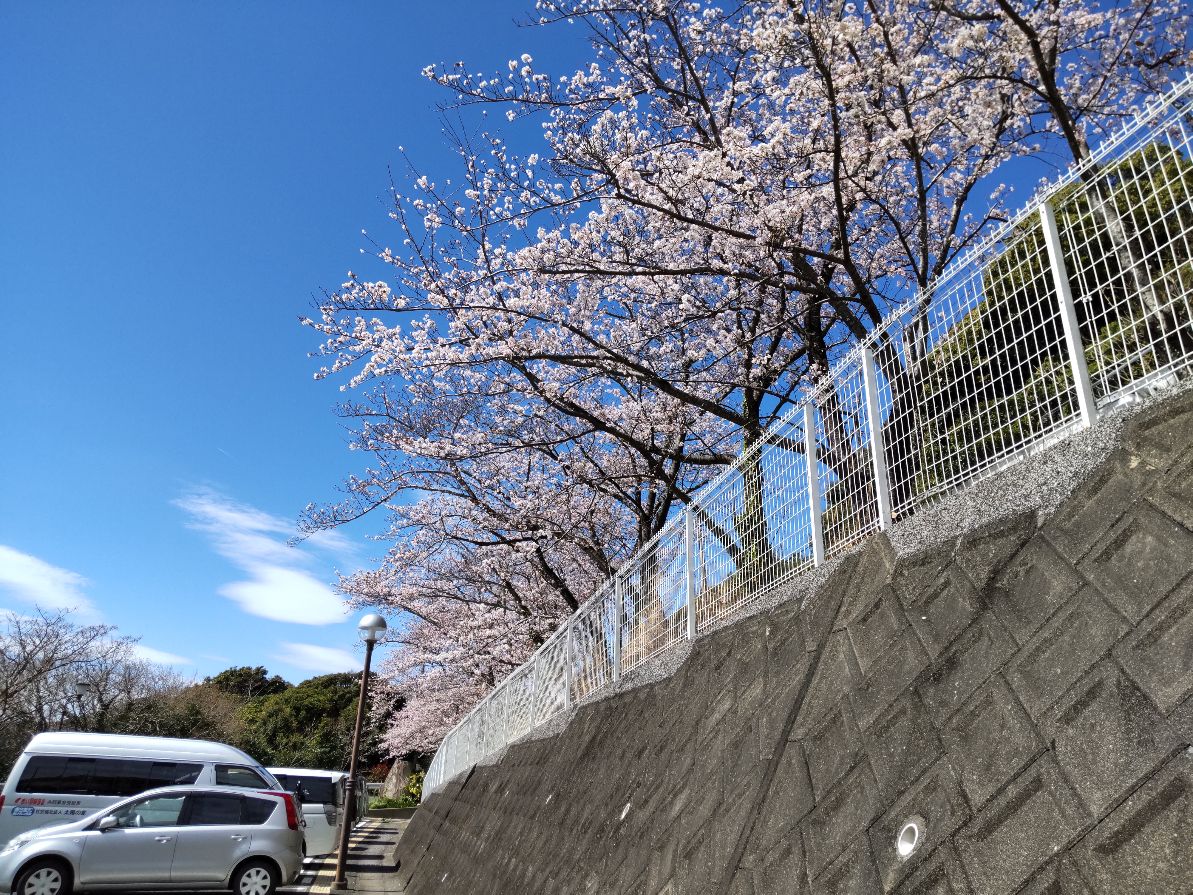 2023年の桜