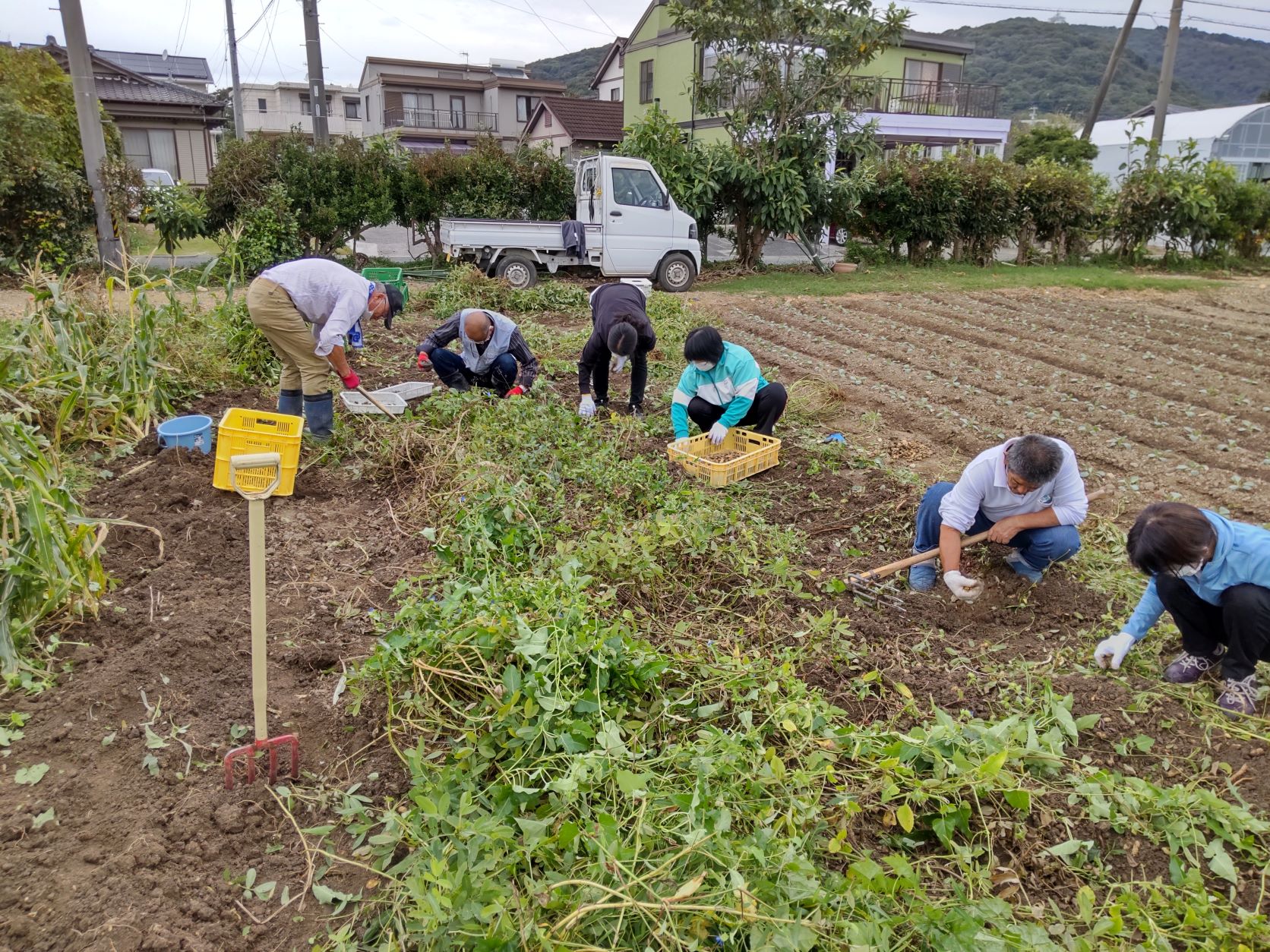 落花生の収穫作業